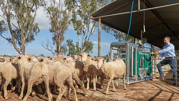 Sheep farmer releasing a heard of sheep from a pen.