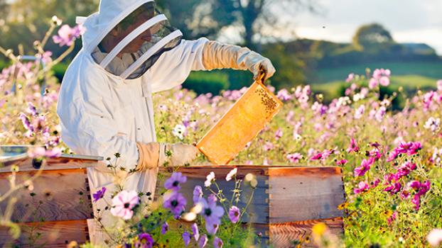 Jobs and Skills WA: Animal (beekeeping) courses