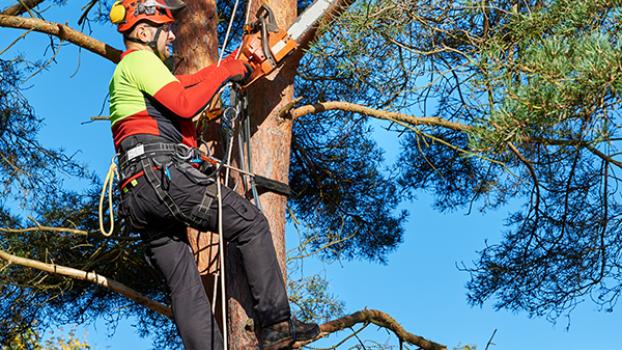 An aborist, performing maintenance on a tree.