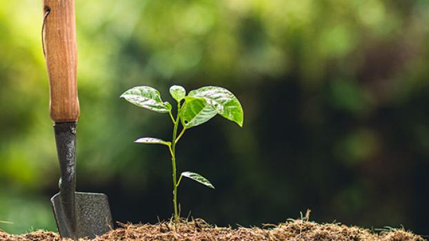 Image of a seedling growing in the soil.