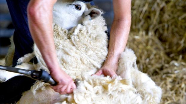 Man shearing sheep