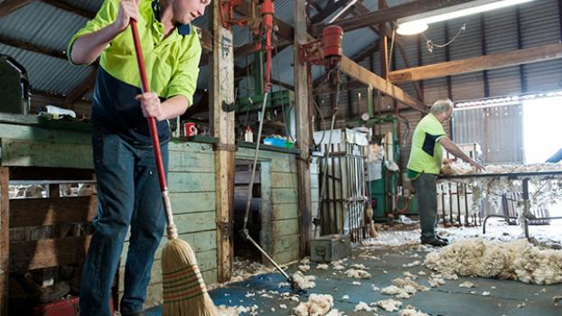 Jobs and Skills WA: Agriculture shearing courses