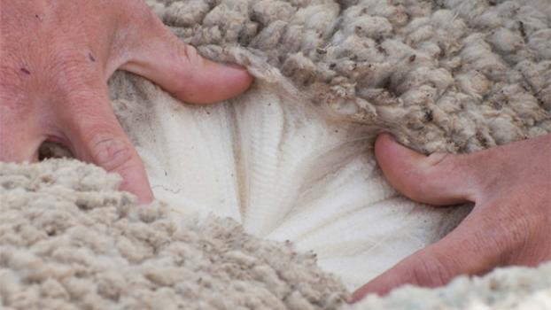 Hands pulling apart wool on sheep