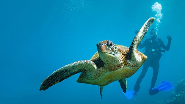 A career in marine tourism.